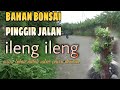Ileng Ileng Mangsian Bahan Bonsai Paling Banyak Di Temui Di Pinggir Jalan