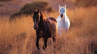 Love is our cross to bear Music and Lyrics by: John Gorka