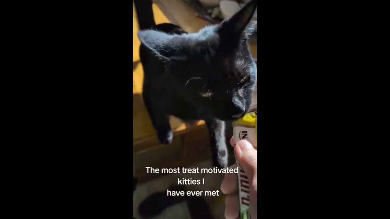 Enlarge Manhattan (bonded with Mojito), a Adoptable Domestic Short Hair in Toronto, ON video 3/6