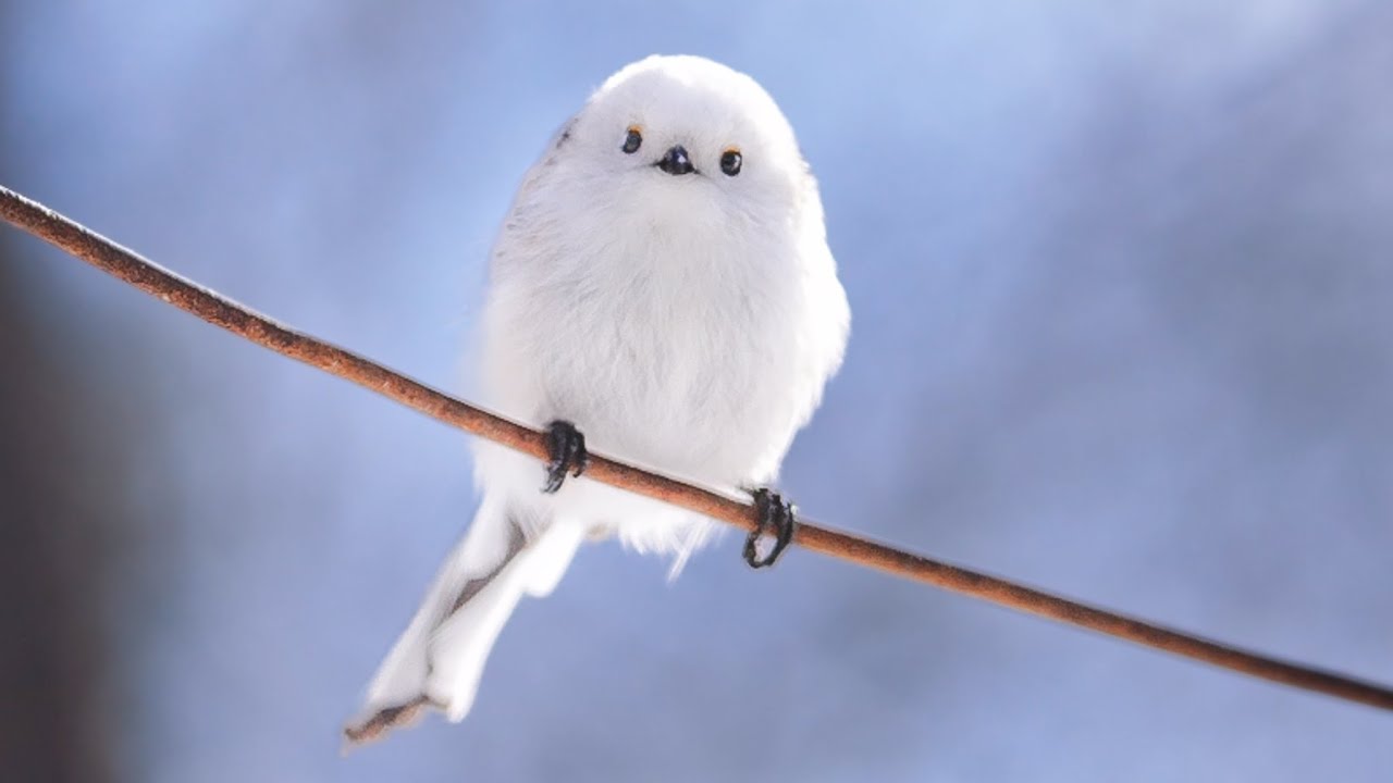 まんまるの雪の妖精、シマエナガ