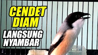 Download lagu SUARA CENDET GACOR FIGHTER❗️Suara Cendet Toed Gacor Emosi Cocok Buat Cendet Macet MALAS cepat bunyi mp3
