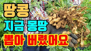 땅콩 지금 많이 생기는 병충해로 인해서 이렇게 할수밖에 없어요. 잘못했다가는 땅콩수확 포기해야 합니다. 서두…