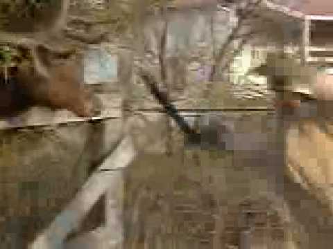 Lothar of the Hill People