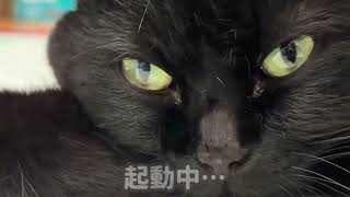 【黒猫と子猫】爆睡する双子と、寝ぼけ顔のキキ🐈‍⬛💕 猫じゃらしに夢中なジジ＆マイペースなテト