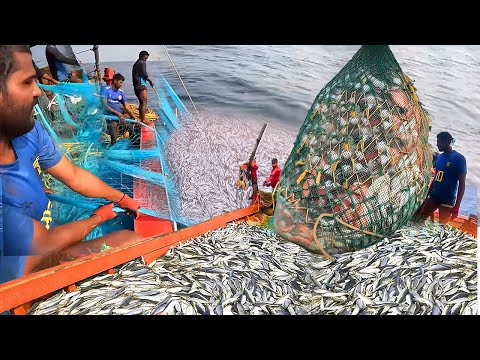 Amazing Big Nets Catch Hundreds of Tons of Herring on The Modern Boat | Kadal Tv