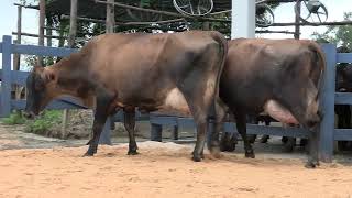 Vídeo 107 - 1ª ETAPA MEGA LIQUIDAÇÃO TOTAL AGROPECUÁRIA MARAJOARA - DIA 4 | GADO GIROLANDO E HOLANDÊS