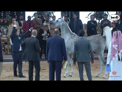 N 23 NAJDIYAH ELALYA   Straight Egyptian World Championship 2021