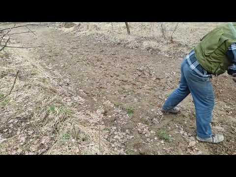 Пчеловодство. Медоносная база. Посадка фацелии от А до Я! #пчеловодство #фацелия #пчёлы  #медоносы