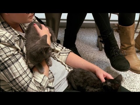 download lagu mp3 mp4 Mojito The Kitten, download lagu Mojito The Kitten gratis, unduh video klip Mojito The Kitten