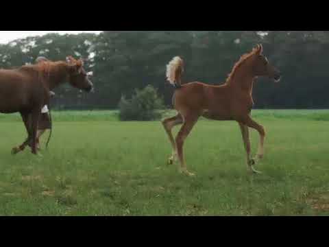 Sadira by Profender K.A.