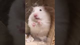 仕草がかわいいハムスター