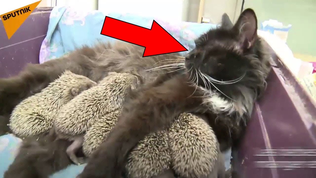 Cat Gives Birth, Then Doctors Realize They’re Not Kittens