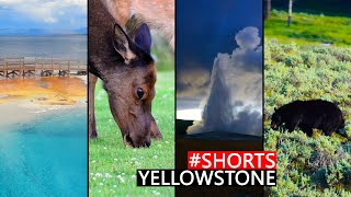 Yellowstone National Park | Wildlife & Wild Swimming #shorts