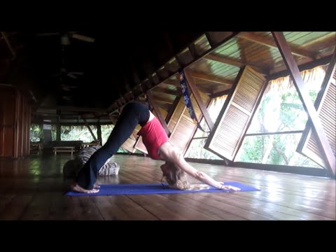 Cobra Dog. Moving in a Crazy World.