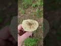 Freckled dapperling, Lepiota aspera, at Giant city state park. Not really edible.