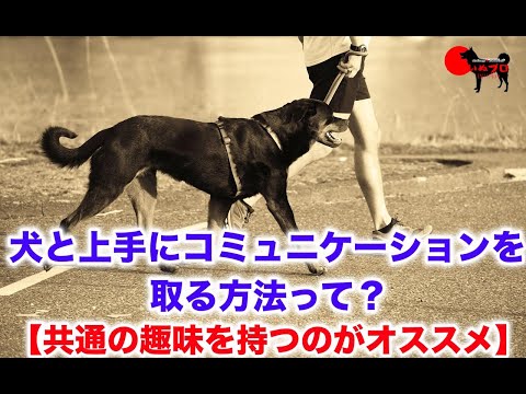 犬はどのようにコミュニケーションをとるのでしょうか?