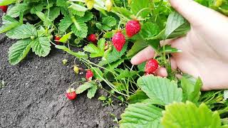 Клубника Барон Солемахер: отзывы, описание сорта, фото, видео, отзывы ...