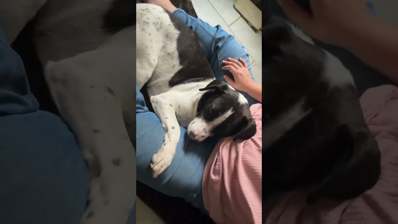 Enlarge Colbie Jean, a Adoptable Mixed Breed in Olathe, KS video 6/6