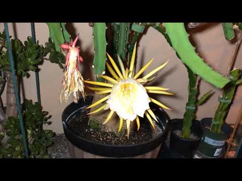 Dragon Fruit Flower Blooming - Red Jaina Magic Season One😍