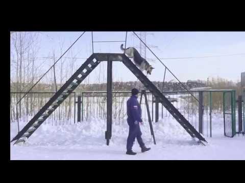 Веолар Фима (Кэрстен-Марс) 2 года сдача испытаний ОКД ЗКС
