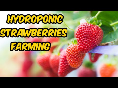 Awesome Hydroponic Strawberries Farming - Modern Agriculture Technology - Strawberries Harvesting