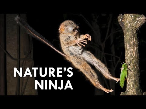 image-What do animals eat the tarsier?
