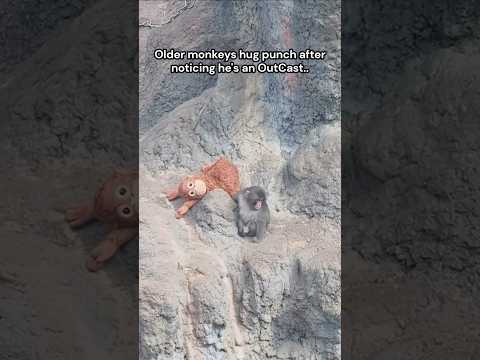 At Ichikawa City Zoo, a small baby monkey named Punch ❤️#viralmonkey #punch