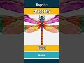 dragonfly - 蜻蜓 video thumbnail