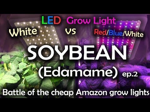 White LED vs Red Blue White LED Grow Test w/Time Lapse - Soybean Ep.2 *Read Description