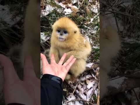 The most rare monkeys القرود الأكثر ندرة في العالم