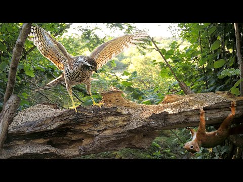 Sparrowhawk vs Squirrel: Attack Caught on Camera
