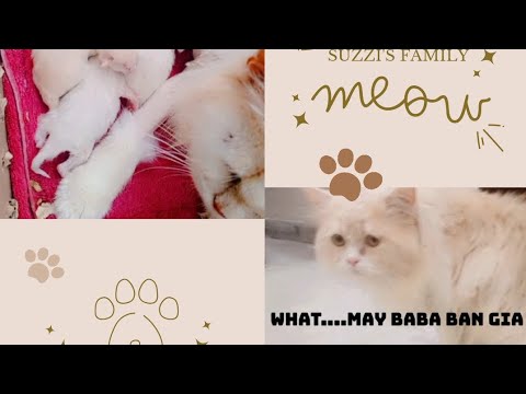 SUzzi's family born day video ..... Cheku we are  missing you after your accident death