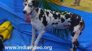 Dog Show at Palakkad, Kerala 