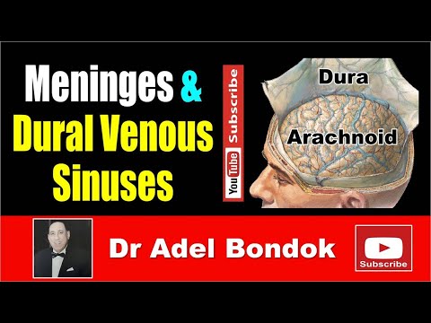 Meninges and Dural Venous Sinuses, Dr Adel Bondok
