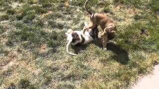 Download lagu Farlat - Fara babies 6 weeks mp3 Download lagu Farlat - Fara babies 6 weeks mp3