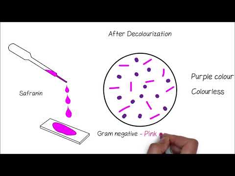 Astricium és Ascaris kezelés)