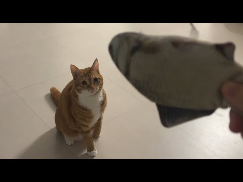 얘 개예요, 고양이예요?