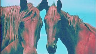 Life as a Horse Music Video