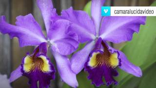 Colombia rodeado de Orquídeas