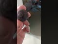 Chocolate Nipple Short Chocolate Nipple
