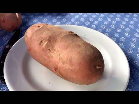 , title : 'Lesz még magyar krumpli?'