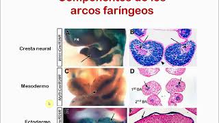 Desarrollo región cefálica - Parte 1