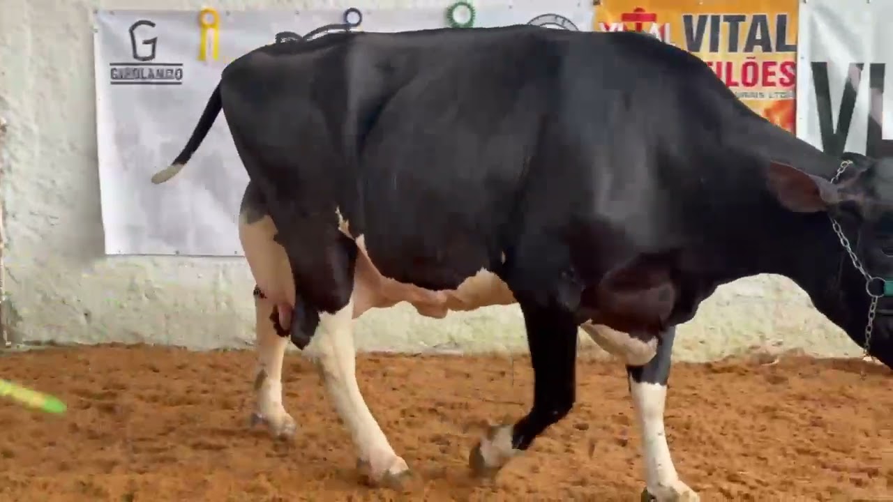 LOTE 33
