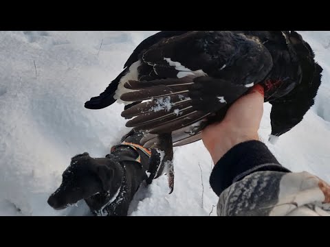 Winterhunter - New years Grouse