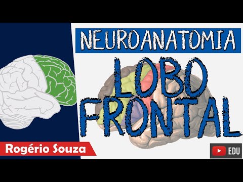 FRONTAL LOBE (New Class) - Functional Neuroanatomy with Rogério Souza - Telencephalon / Cerebral ...