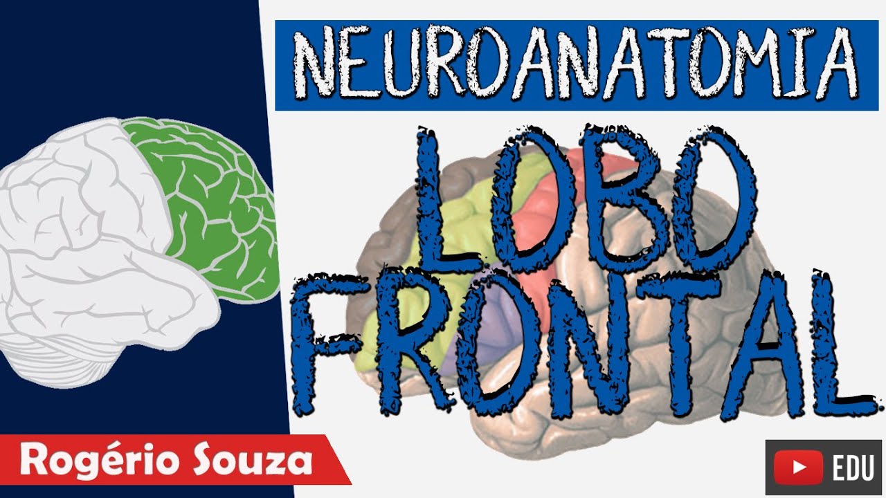 LOBO FRONTAL (Aula Nova) - Neuroanatomia funcional com Rogério Souza - Telencéfalo / Córtex Cerebral