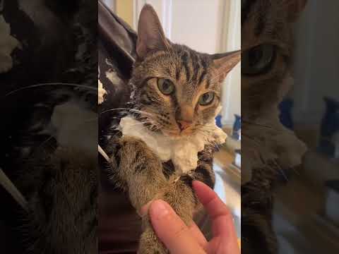 Most Viral Cat Daddy Compilation (Part One)