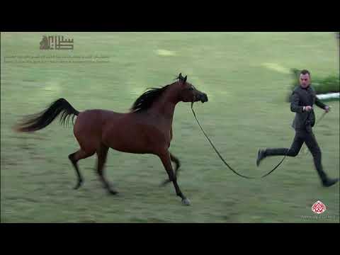 N.198 BETOL AL HAWAJER - 2020 PSAIAHF Al Khalediah Show - Mares 4-6 Years Old (Class 7A)