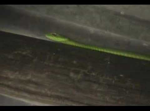 Green Parrot Snake