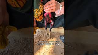 Download lagu Memandikan ayam pama pagi hari dengan air hangat agar cepat merah merona 21x biji piala perak mp3